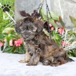 Rambo, Yorkie Poo Puppy